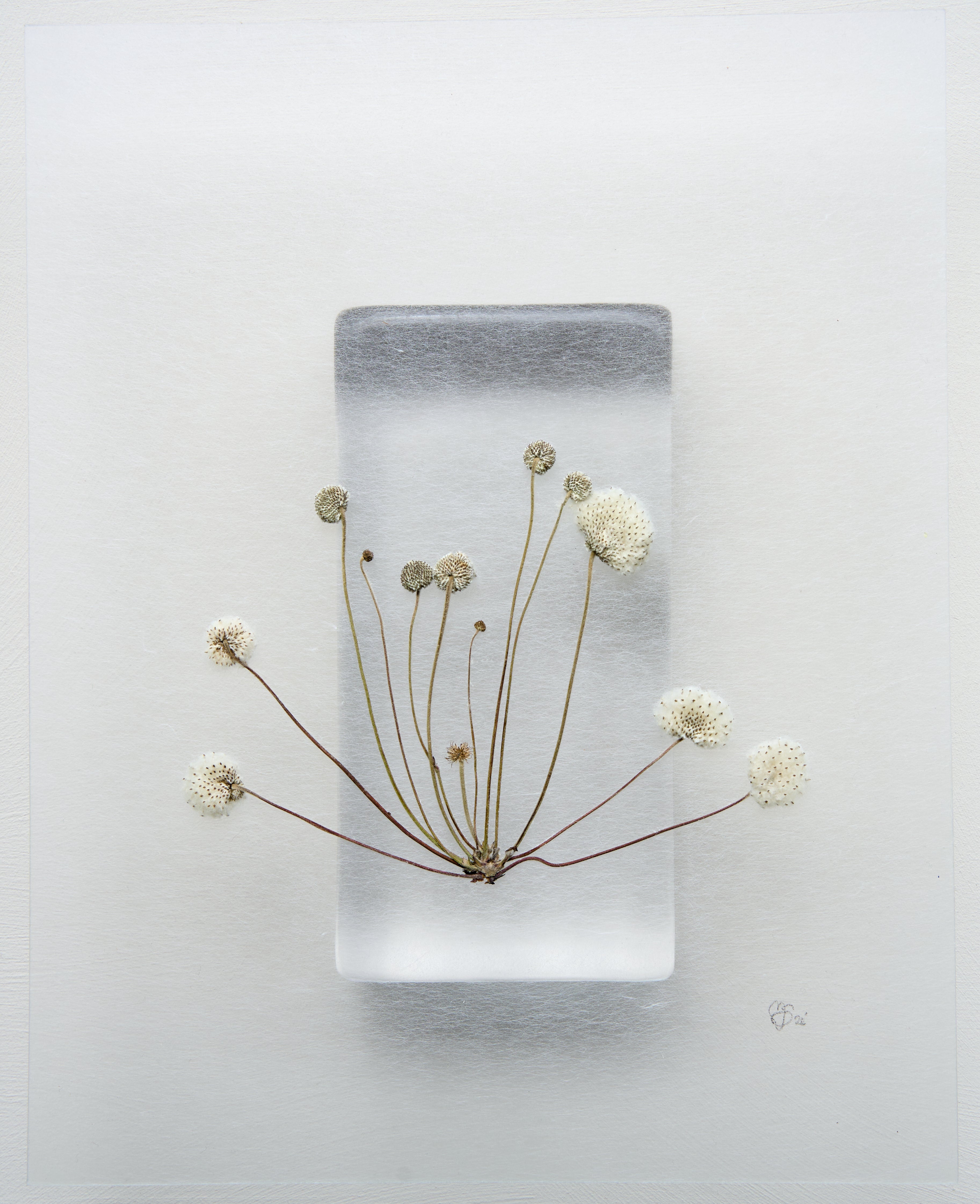 Mette Skjærbæk, Hebarium, Pop
