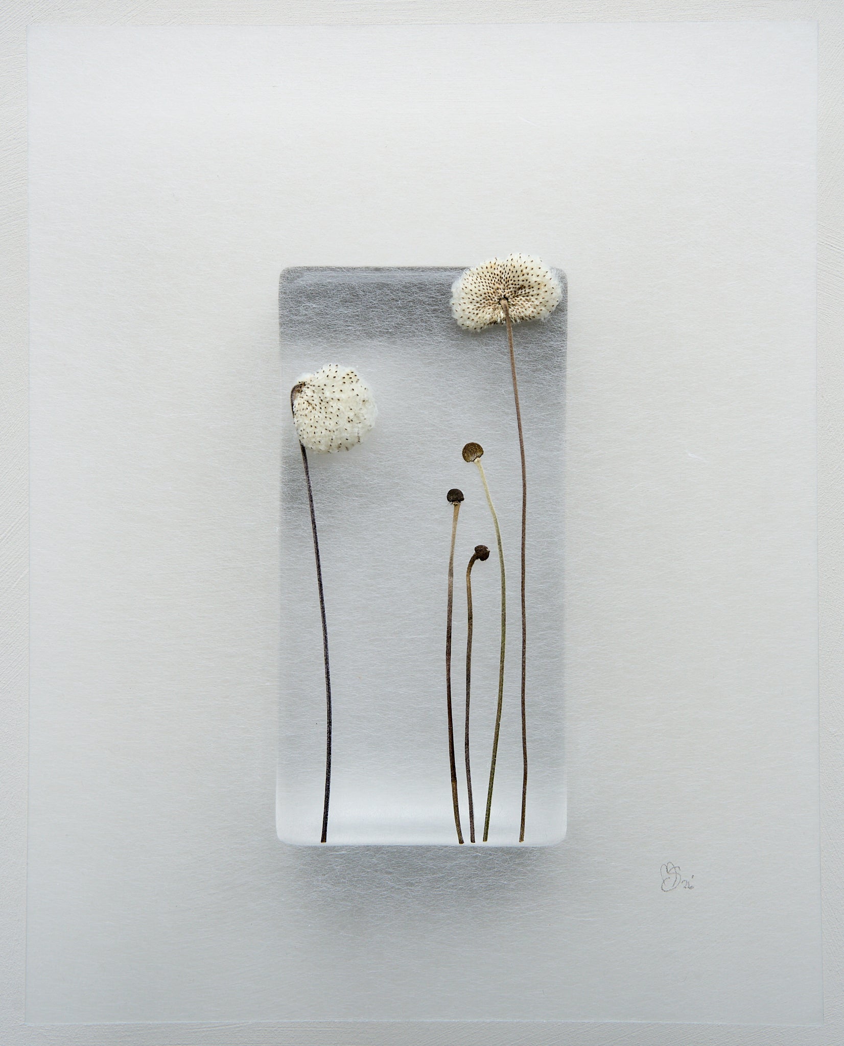 Mette Skjærbæk, Hebarium, Kin 5