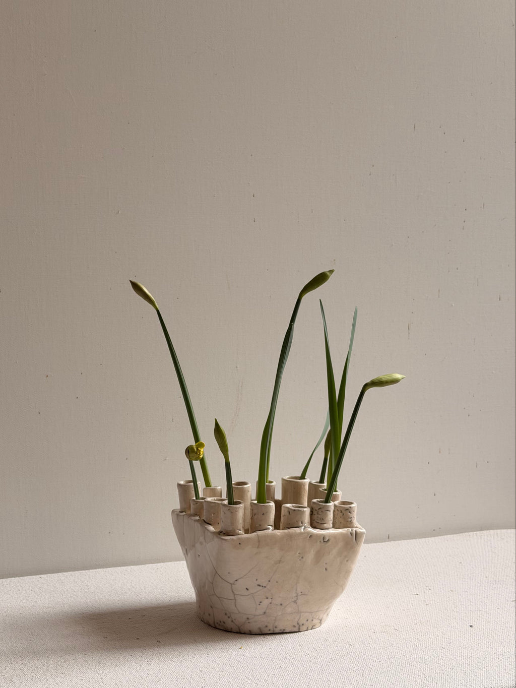 Cécile Daladier, Tulipier 14 Tubes