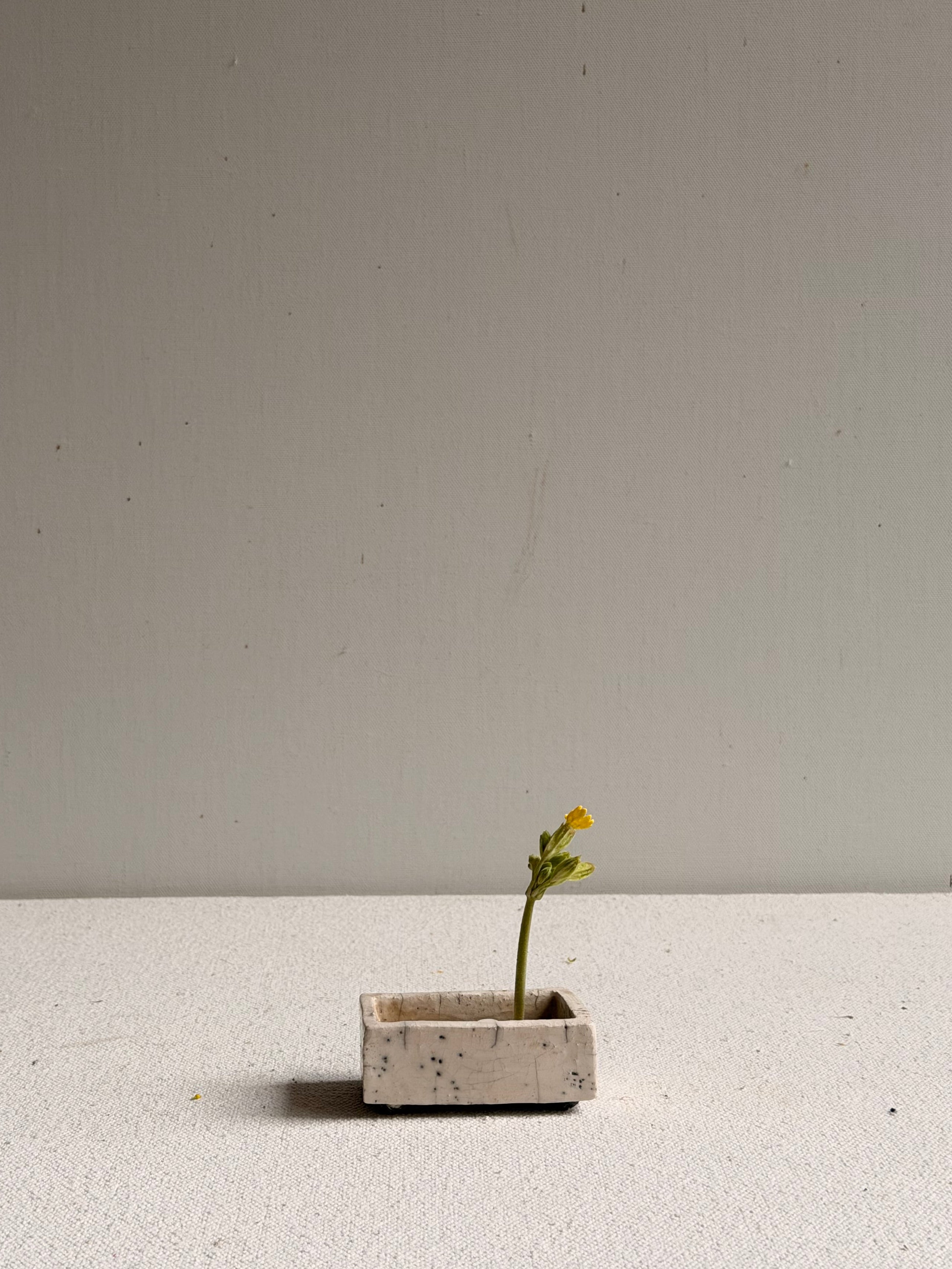 Cécile Daladier, Petit Pique-fleurs En Bassin