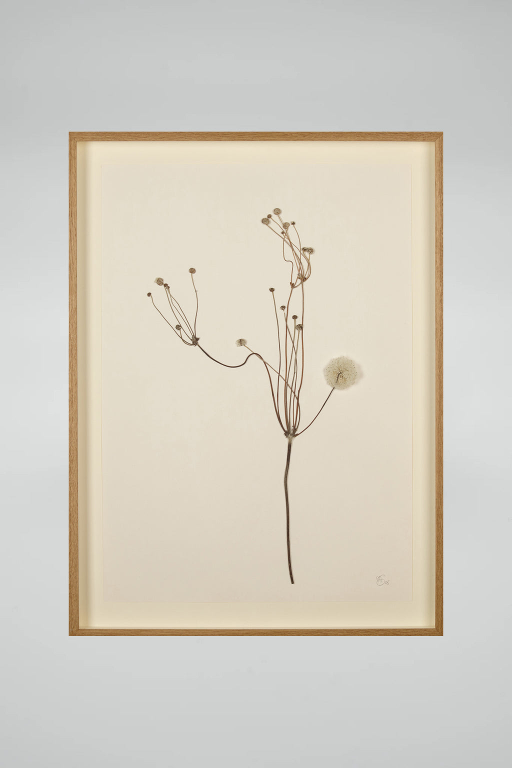 Mette Skjærbæk, Hebarium, Japanese Anemone, Large, 01