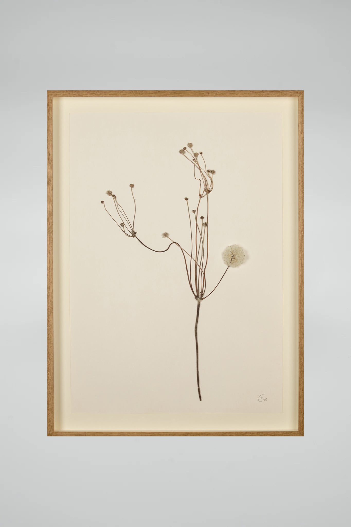 Mette Skjærbæk, Hebarium, Japanese Anemone, Large, 01