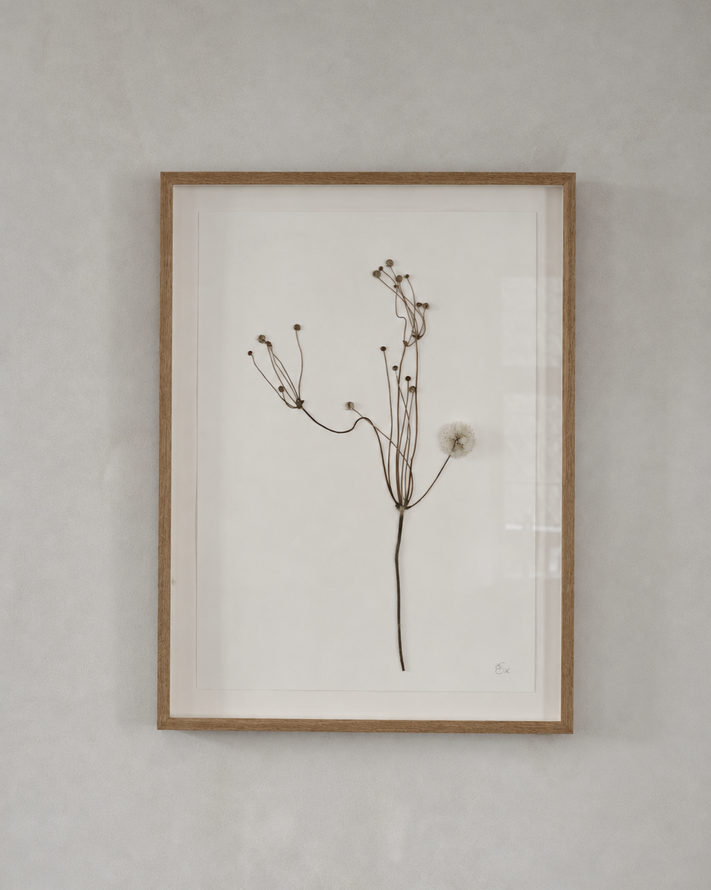 Mette Skjærbæk, Hebarium, Japanese Anemone, Large, 01