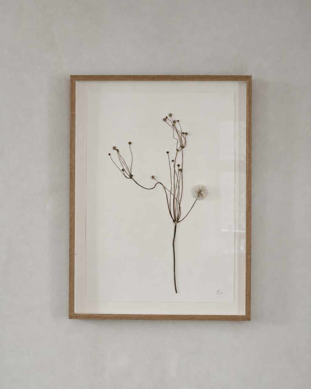 Mette Skjærbæk, Hebarium, Japanese Anemone, Large, 01
