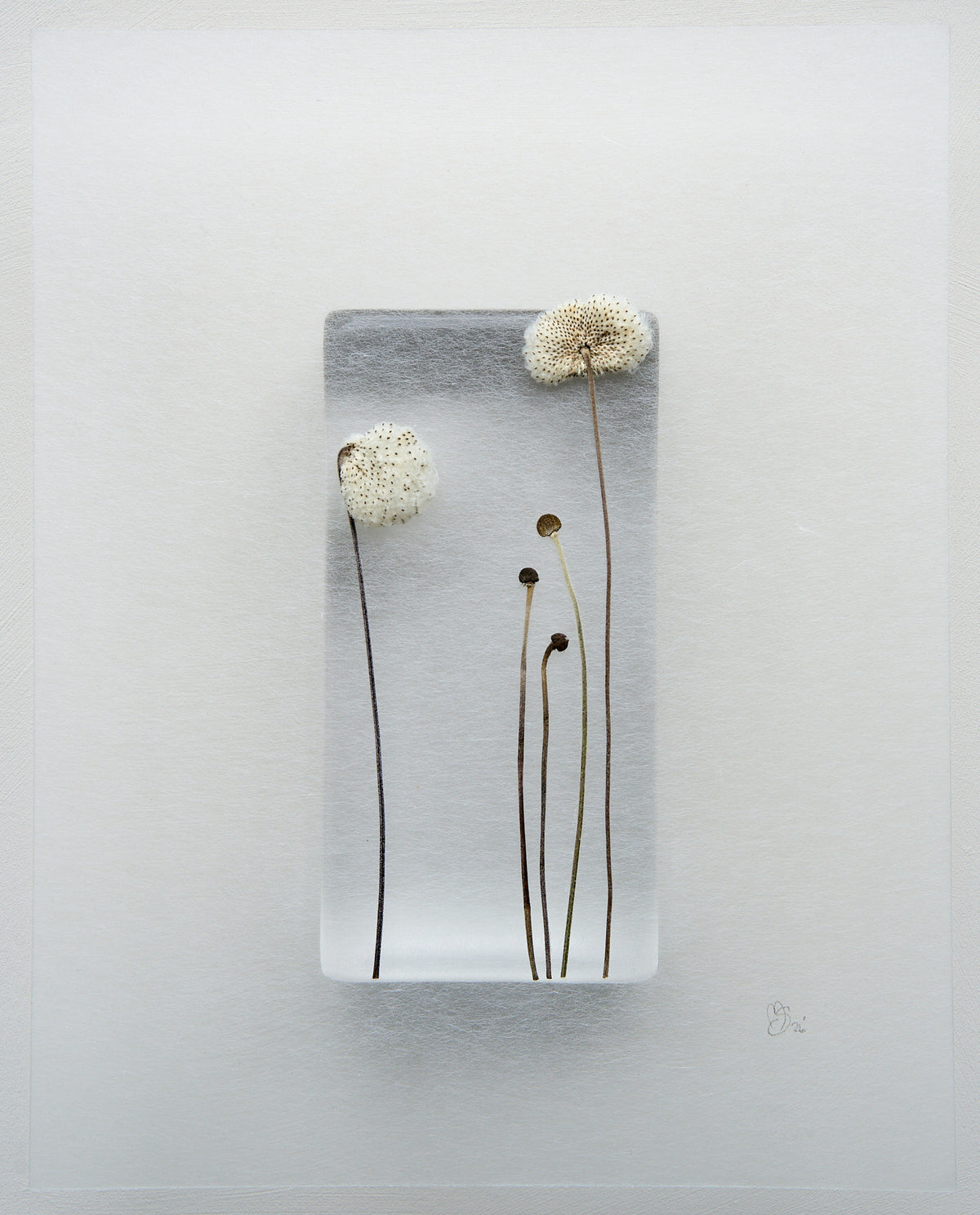Mette Skjærbæk, Hebarium, Kin 5