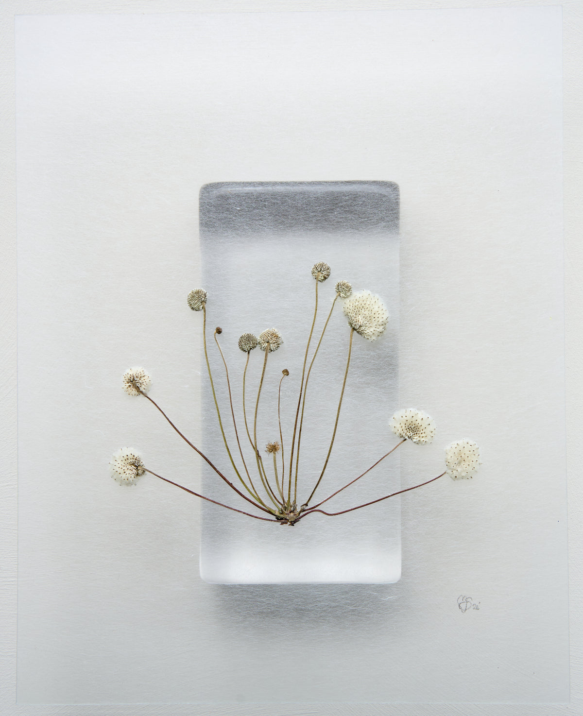 Mette Skjærbæk, Hebarium, Pop