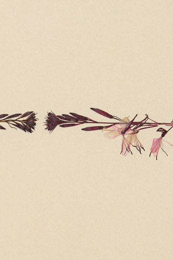 Mette Skjærbæk, Hebarium, Gaura, Small, 01