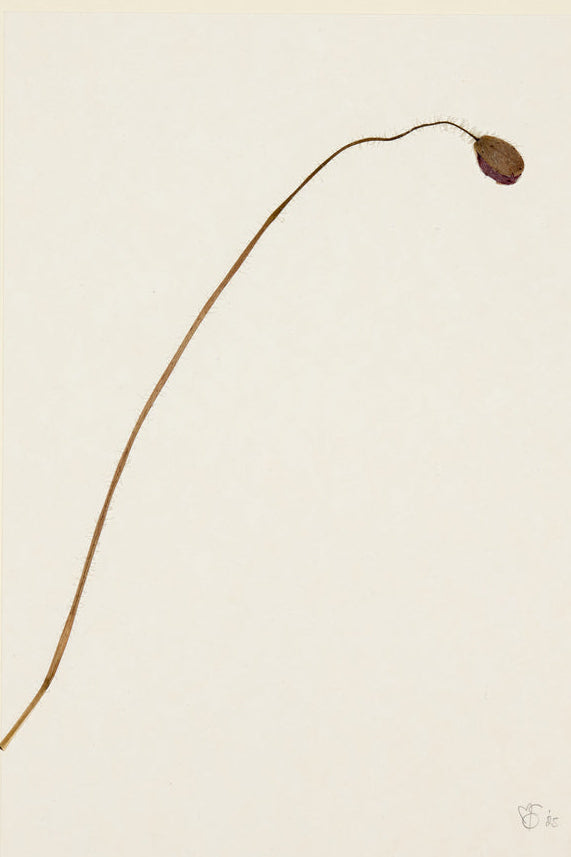 Mette Skjærbæk, Hebarium, Poppy, Small, 01