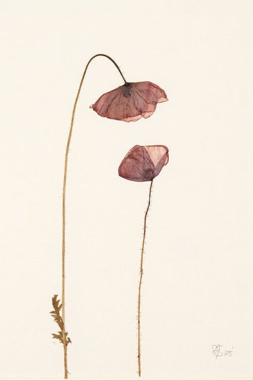 Mette Skjærbæk, Hebarium, Poppy, Small, 02