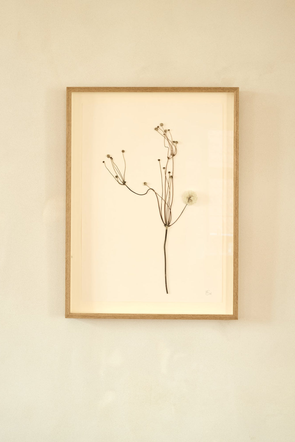 Mette Skjærbæk, Hebarium, Japanese Anemone, Large, 01