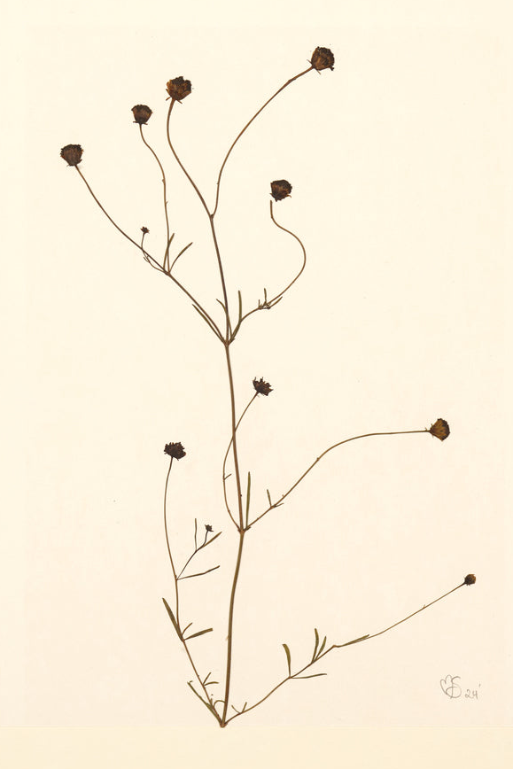 Mette Skjærbæk, Chamomile, Small, 02