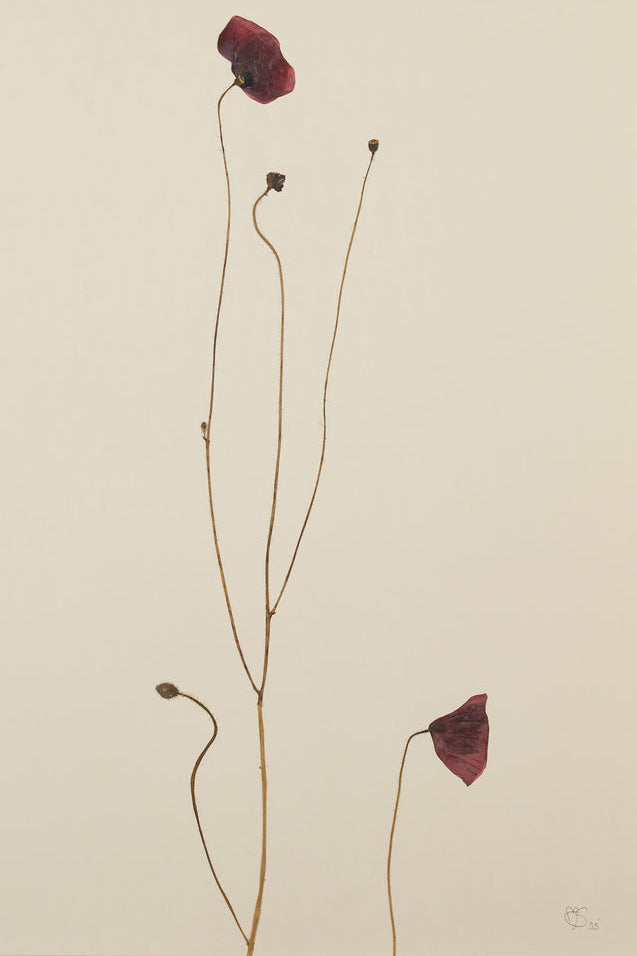 Mette Skjærbæk, Hebarium, Poppy, Large, 02