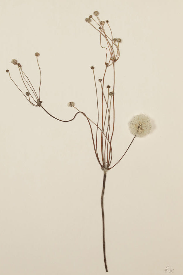 Mette Skjærbæk, Hebarium, Japanese Anemone, Large, 01