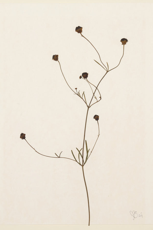 Mette Skjærbæk, Chamomile, Small, 01