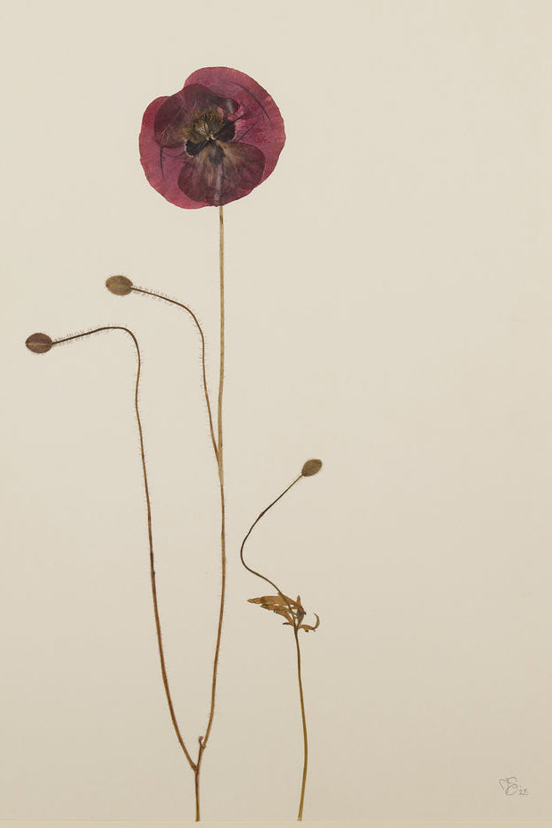 Mette Skjærbæk, Hebarium, Poppy, Large, 01